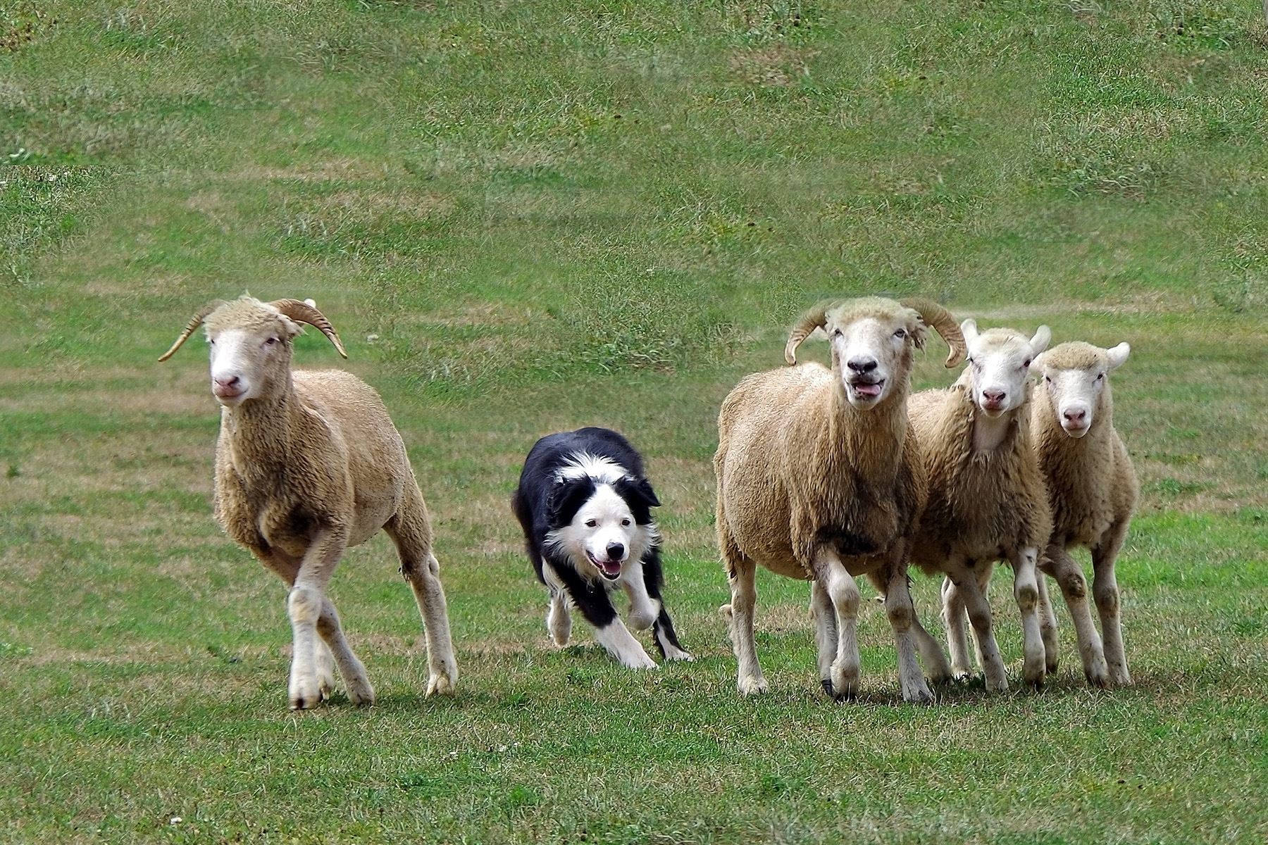 Sheep Dog Trials