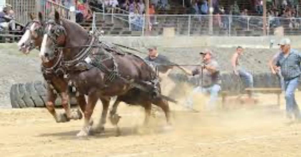 Laclede County Draft Horse Pull