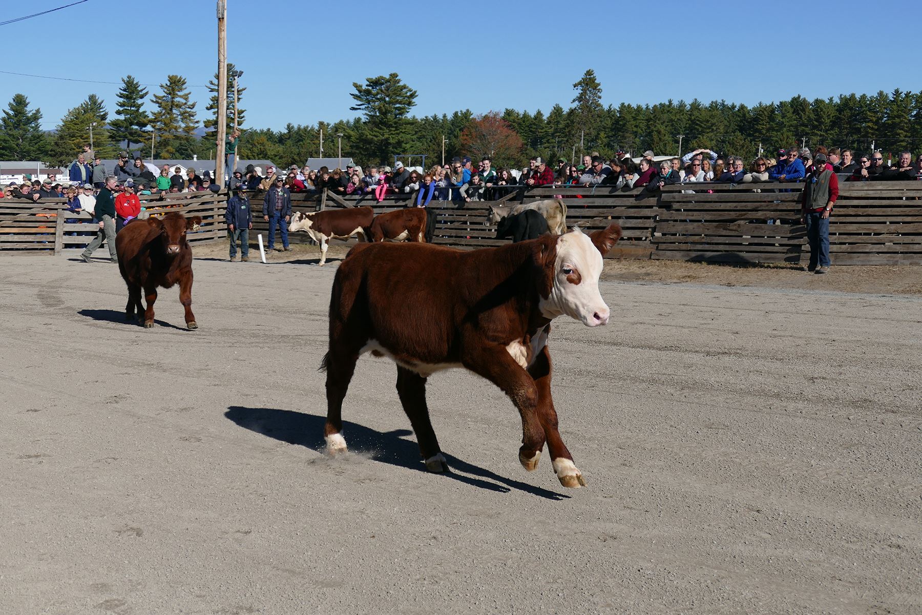 Steer scramble image