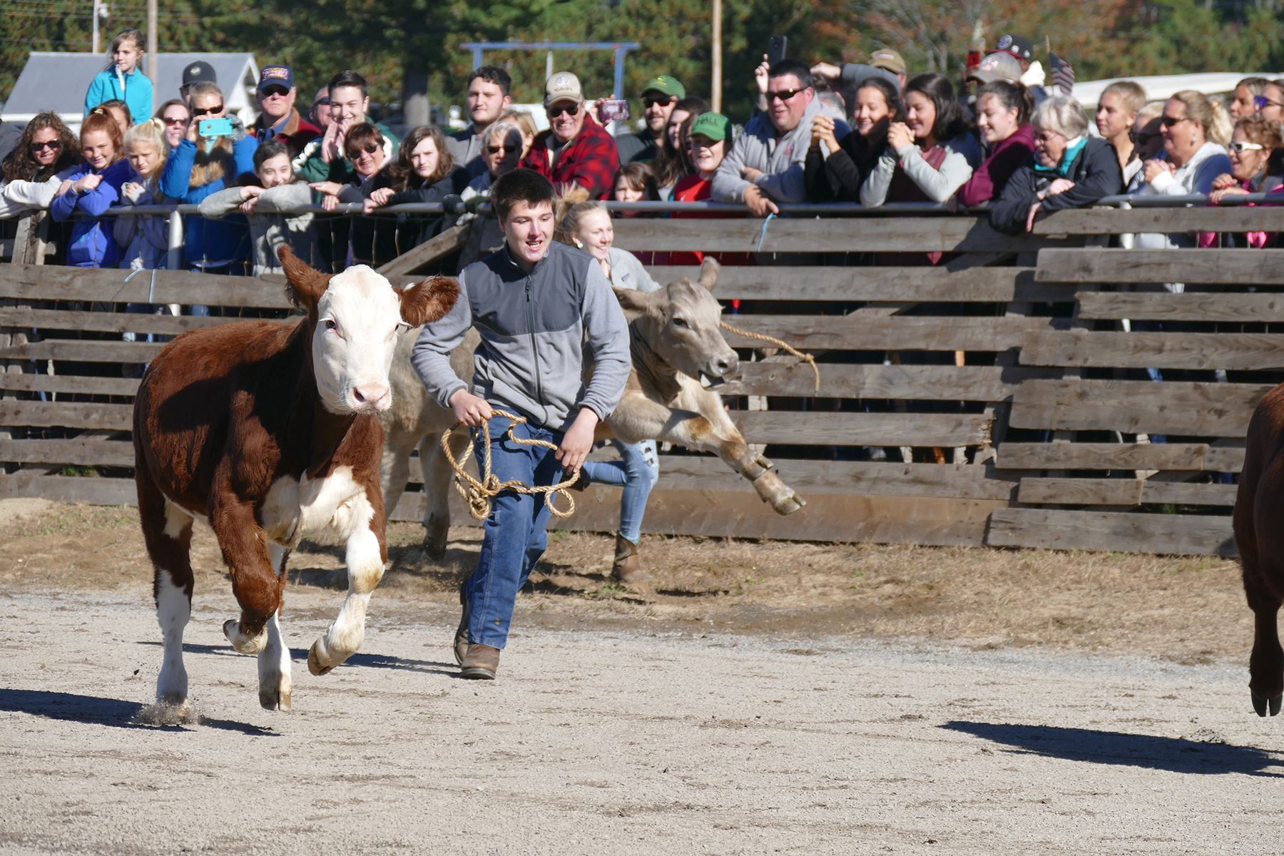 Calf scramble rules image