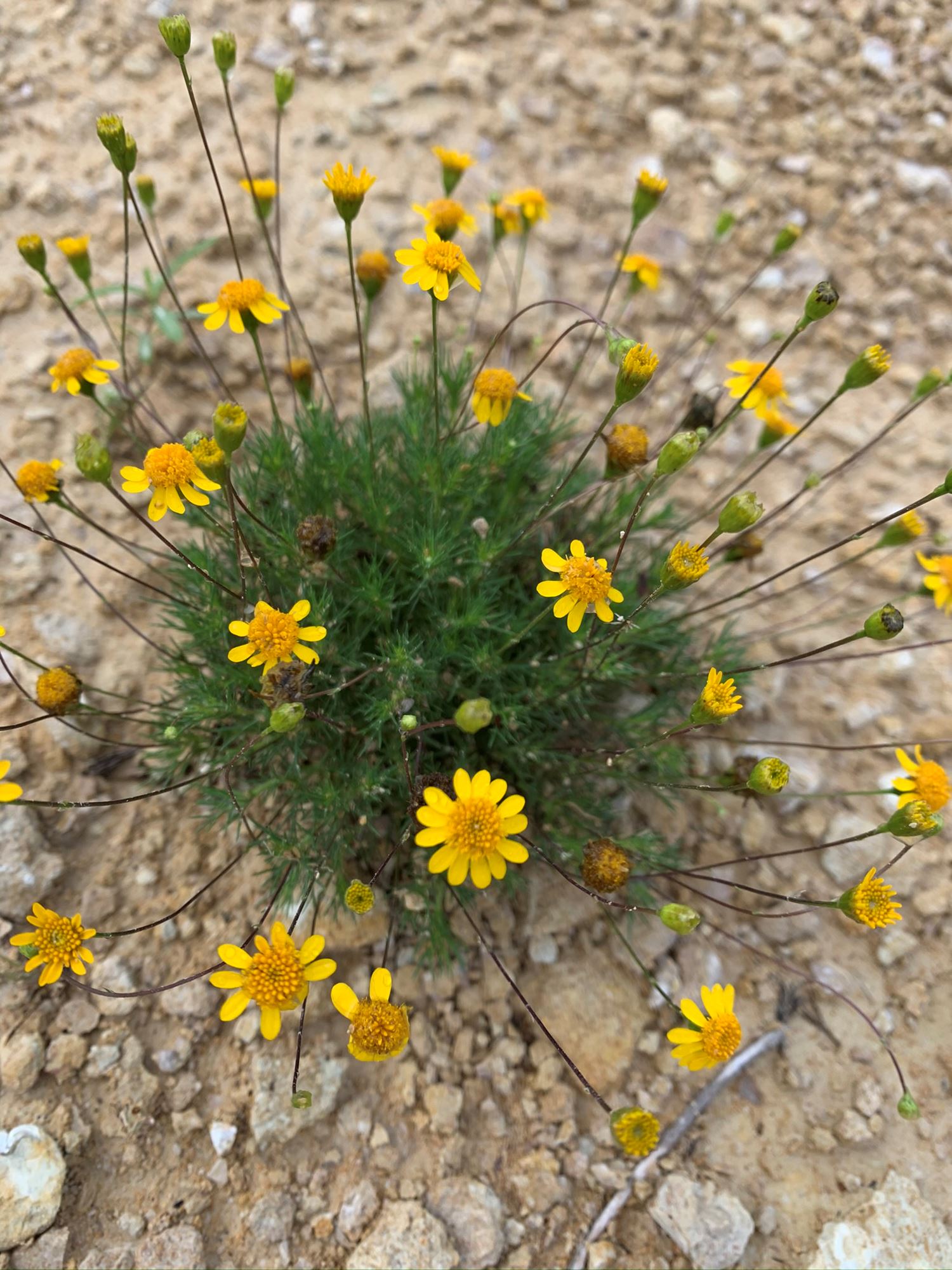 Discover the Best Wildflowers in the Texas Hill Country in Dripping