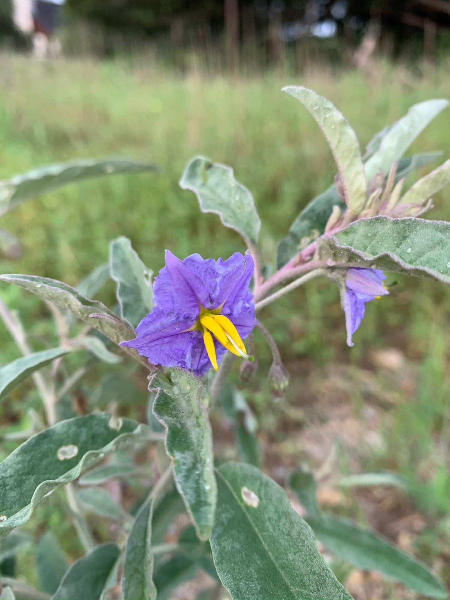 Download Discover the Best Wildflowers in the Texas Hill Country in ...