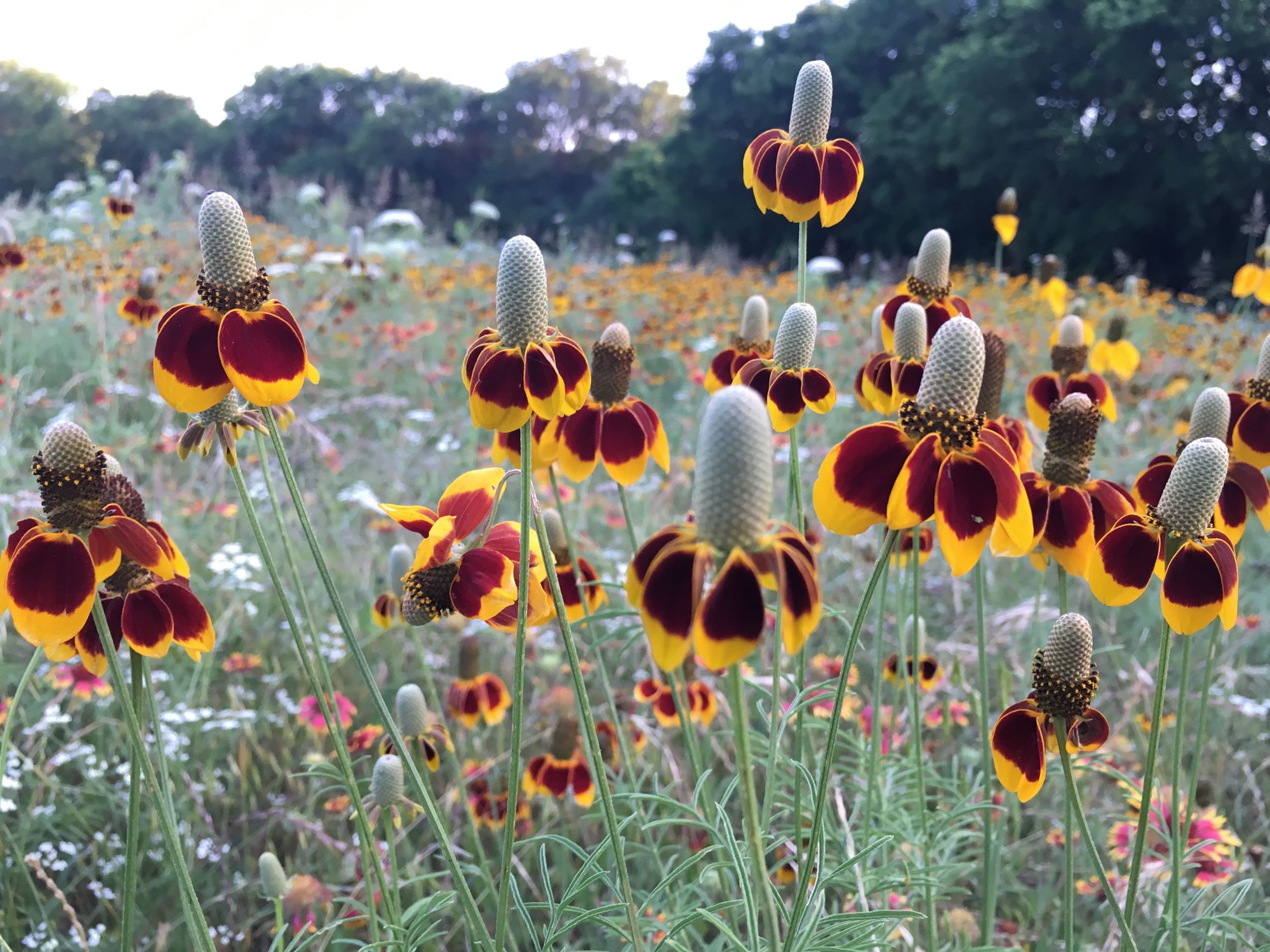 Discover the Best Wildflowers in the Texas Hill Country in ...