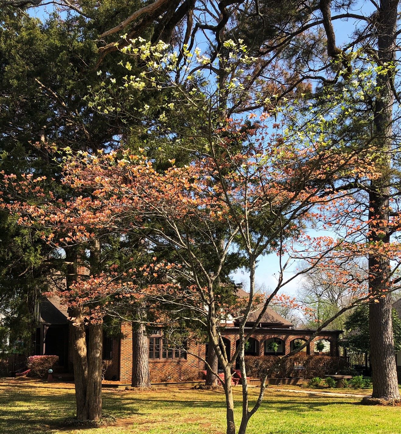 83rd Texas Dogwood Trails Celebration