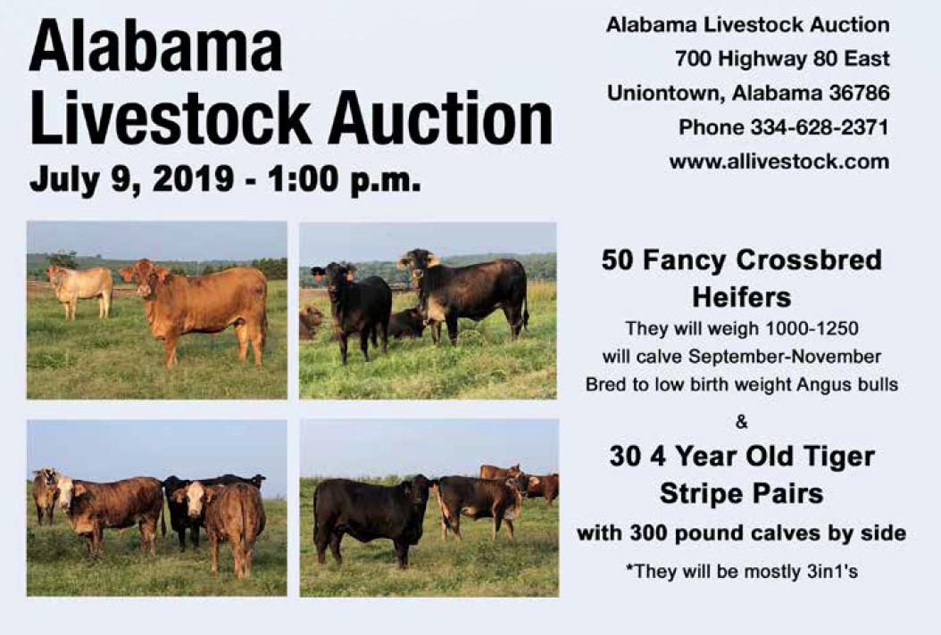 Alabama Livestock Auction Female Sale