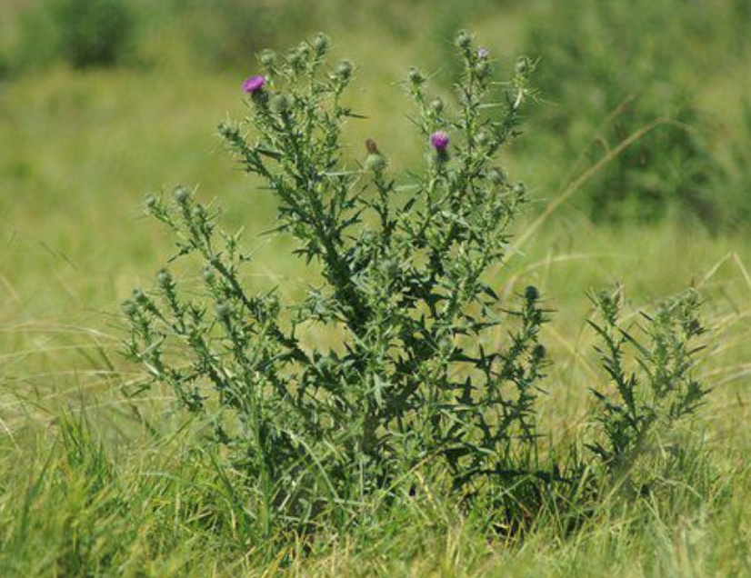 Identifying Pasture Weed 4910