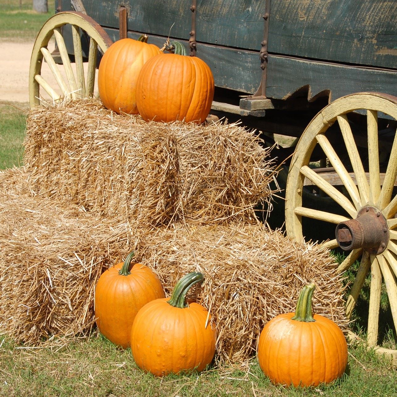 Tanaka Farm Pumpkin Patch