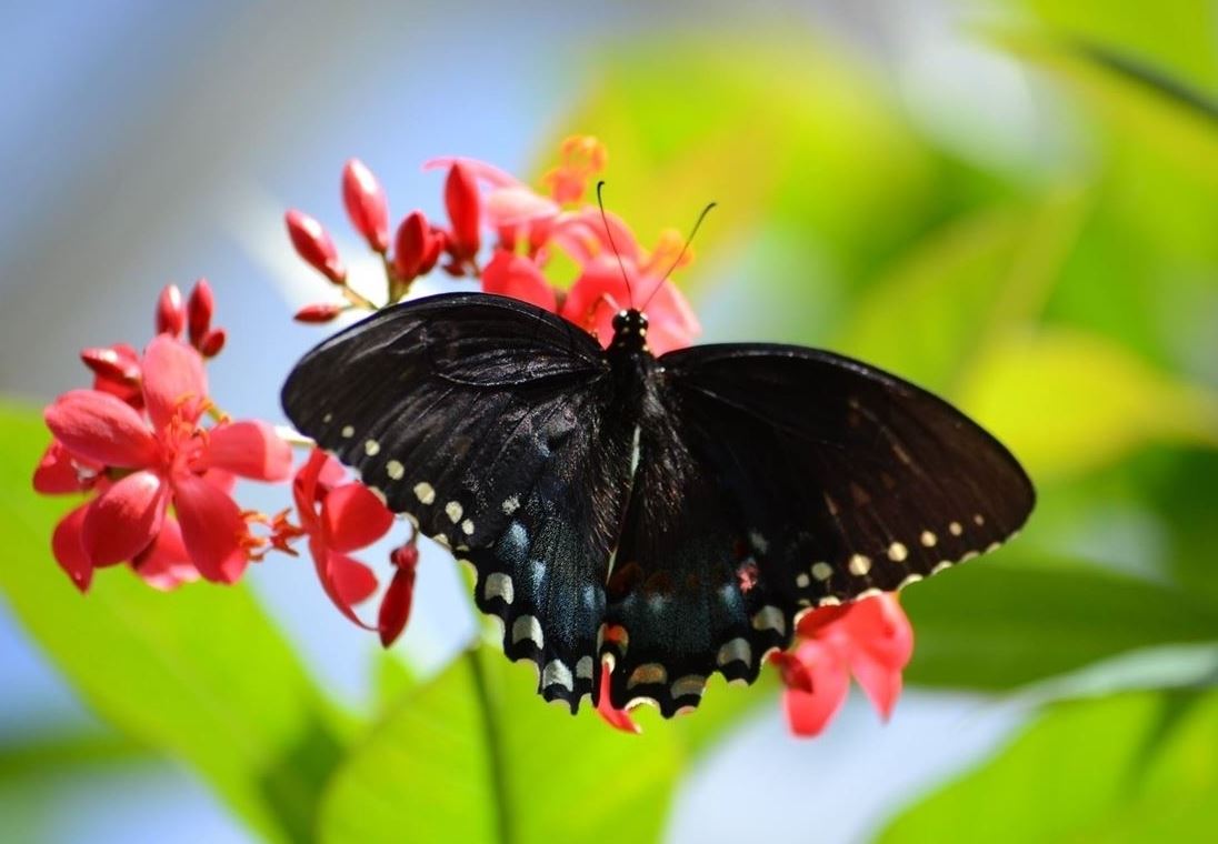 The Butterfly Estates