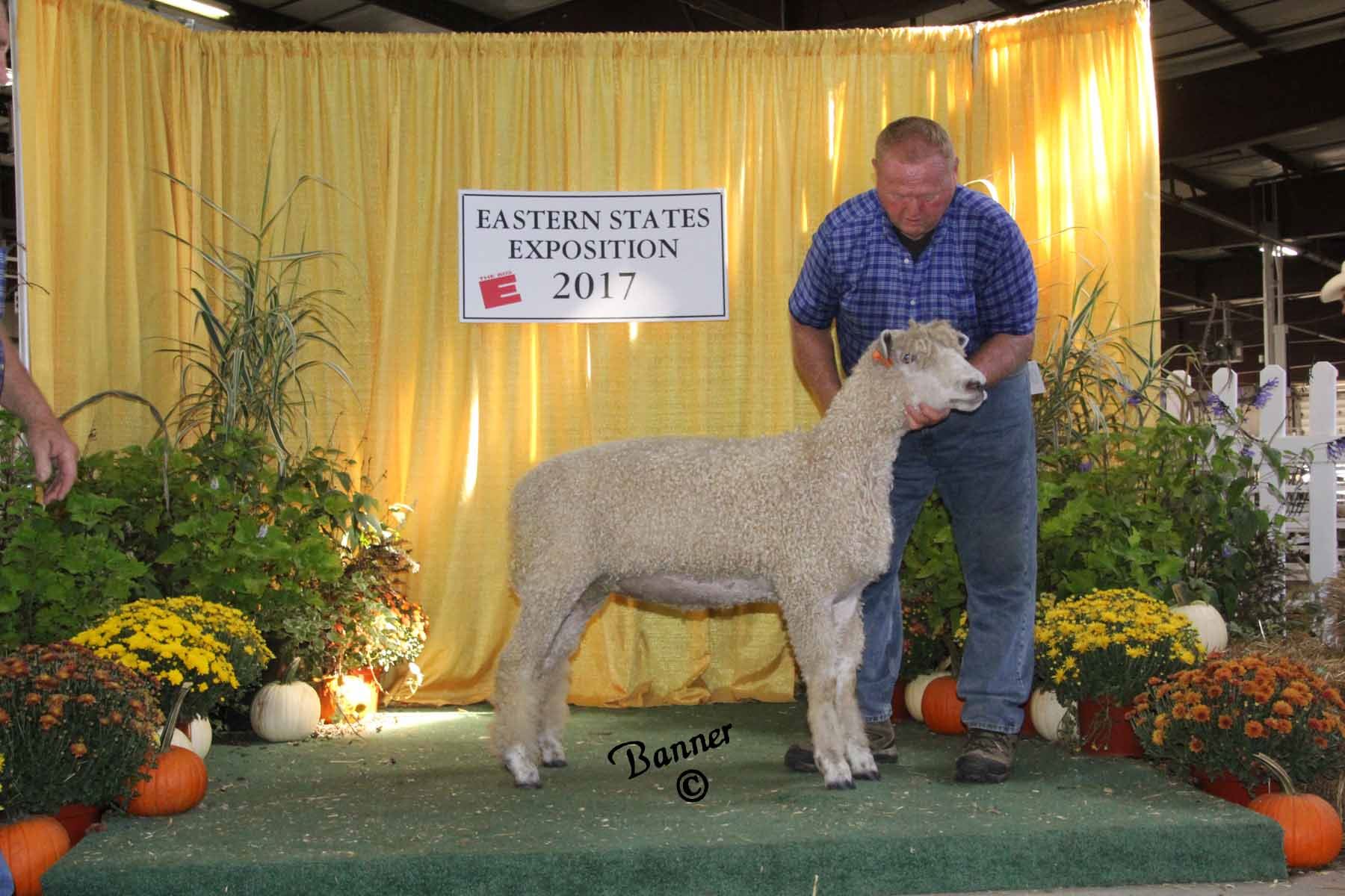 2017 Sheep Show Photos Week 2