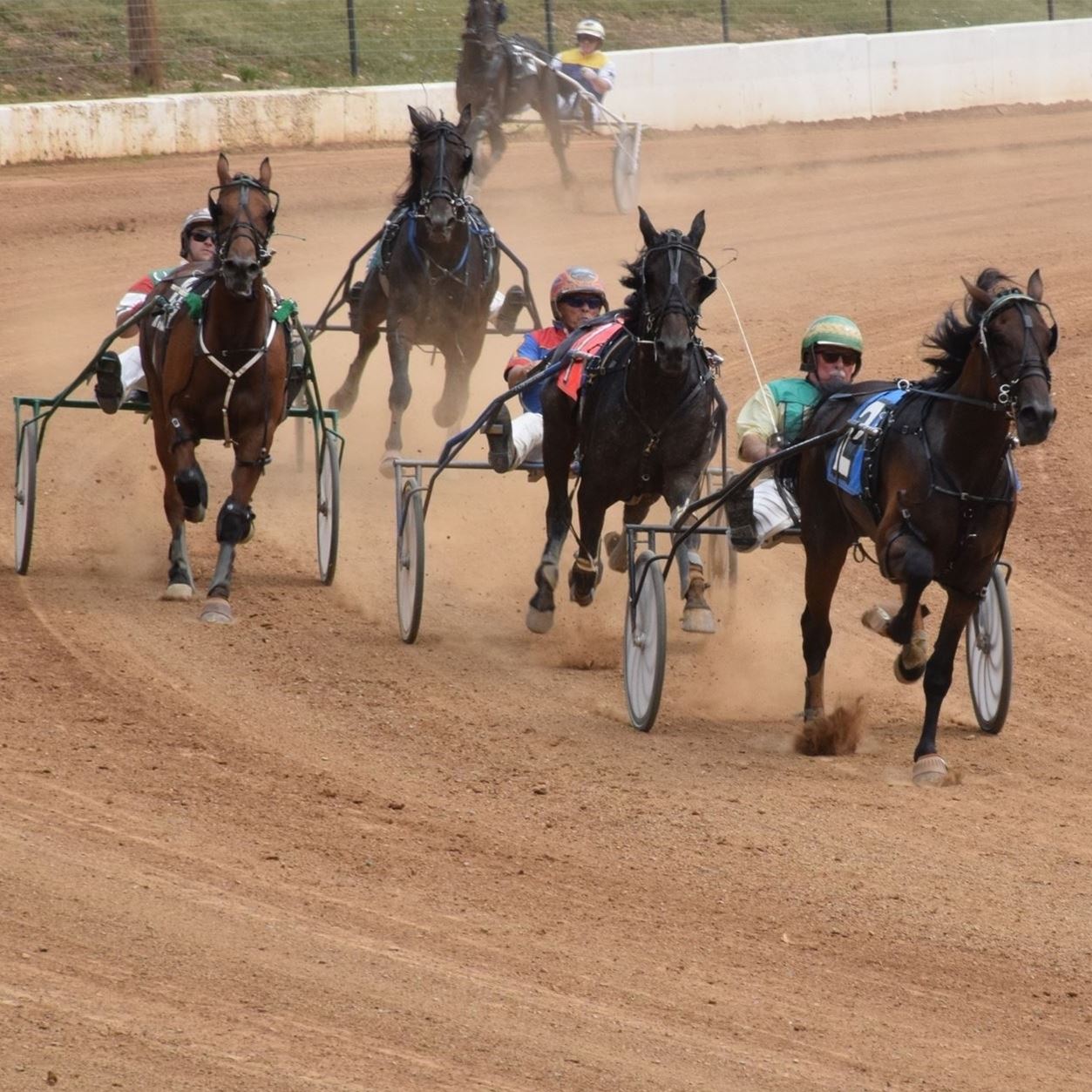 Harness Racing Information