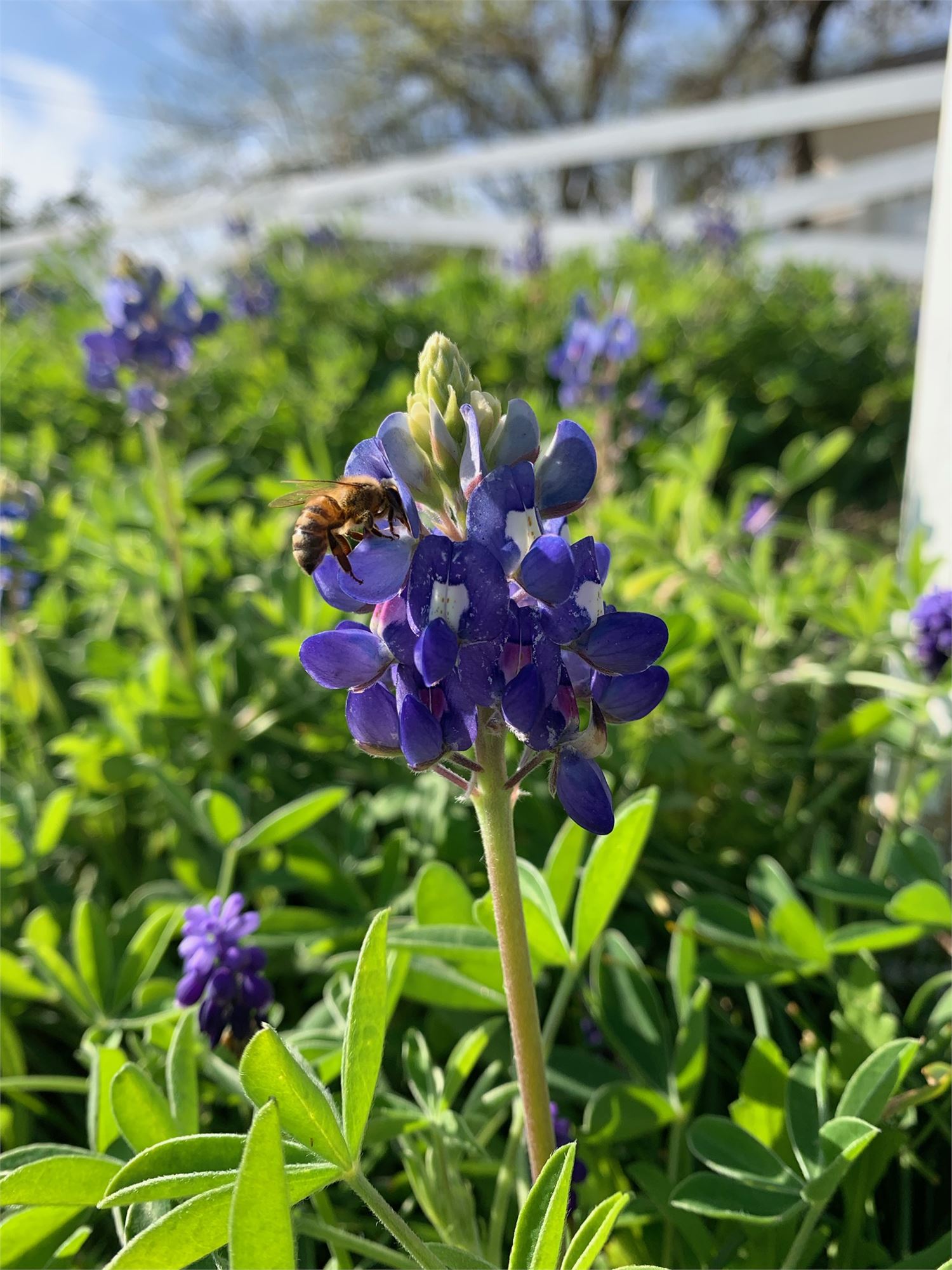 Discover the Best Wildflowers in the Texas Hill Country in Dripping