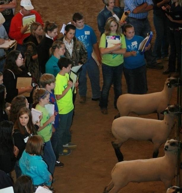 Livestock Judging