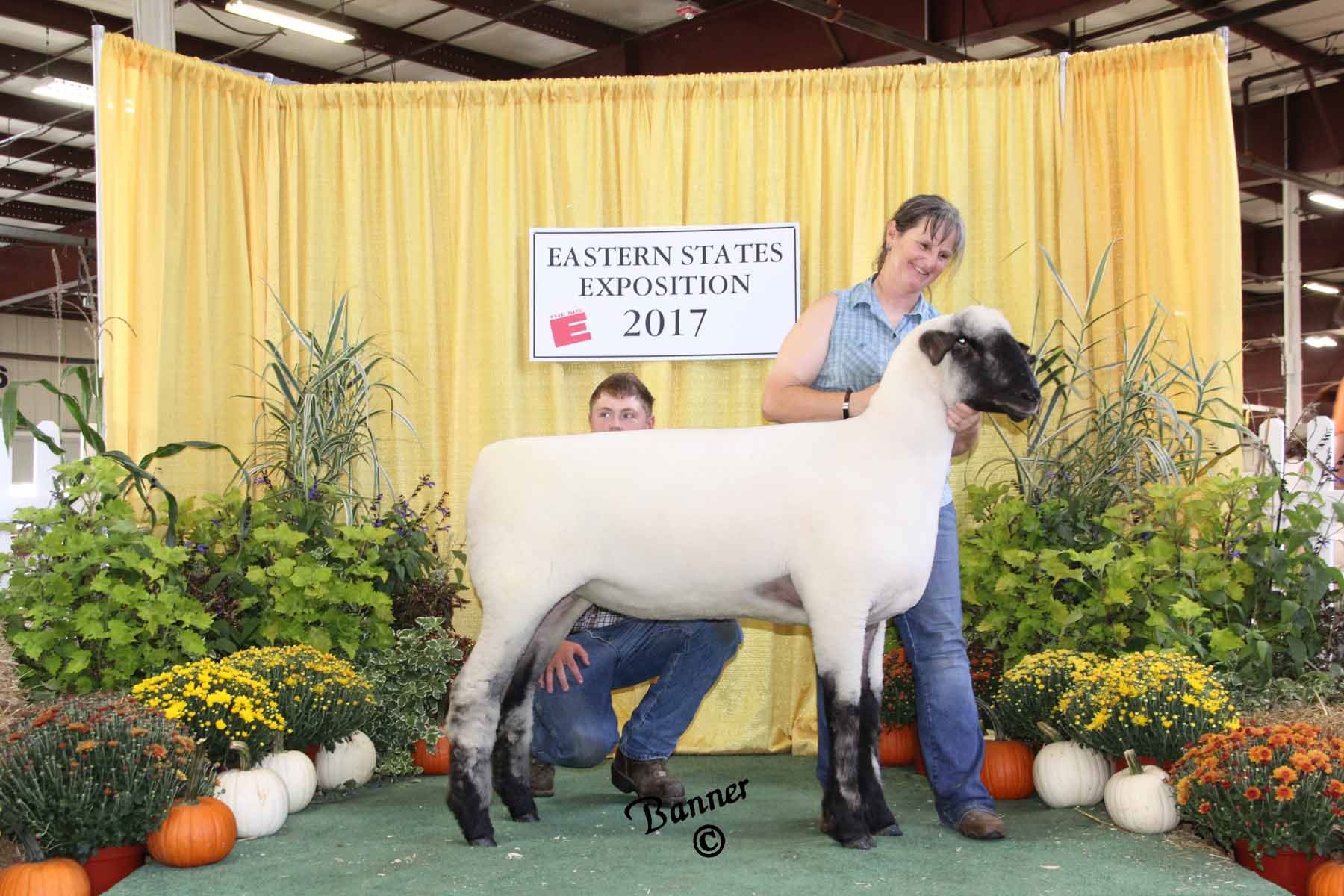 2017 Sheep Show Photos Week 1