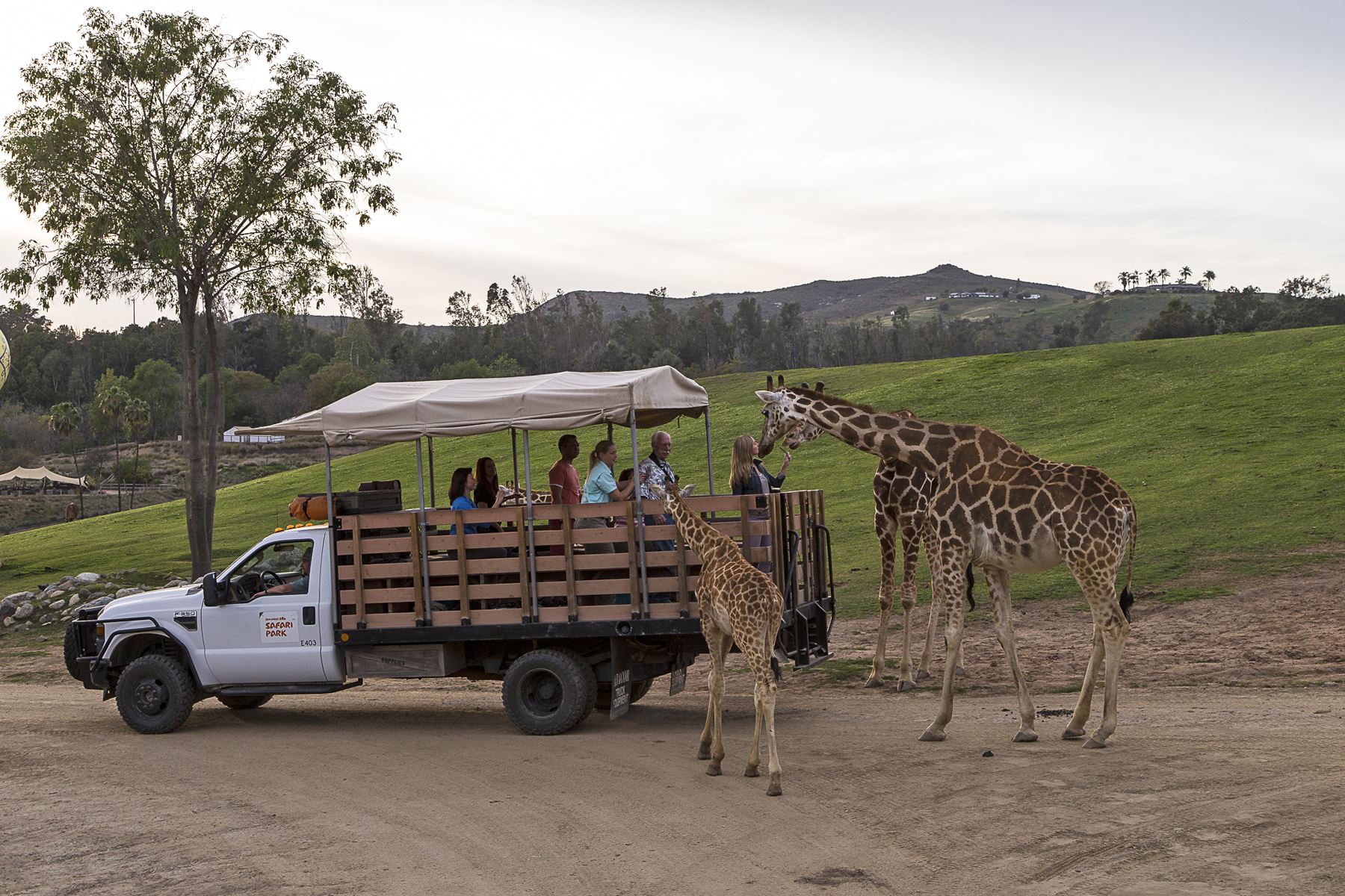 San diego safari park courtkesil