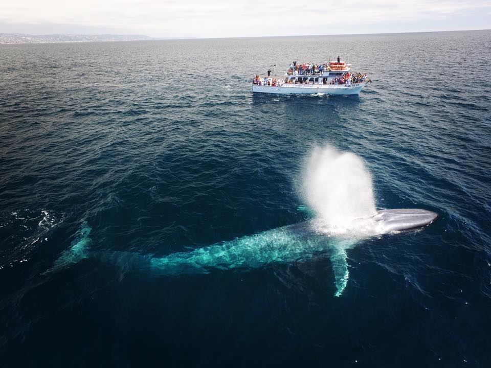 Newport Landing Whale Watching