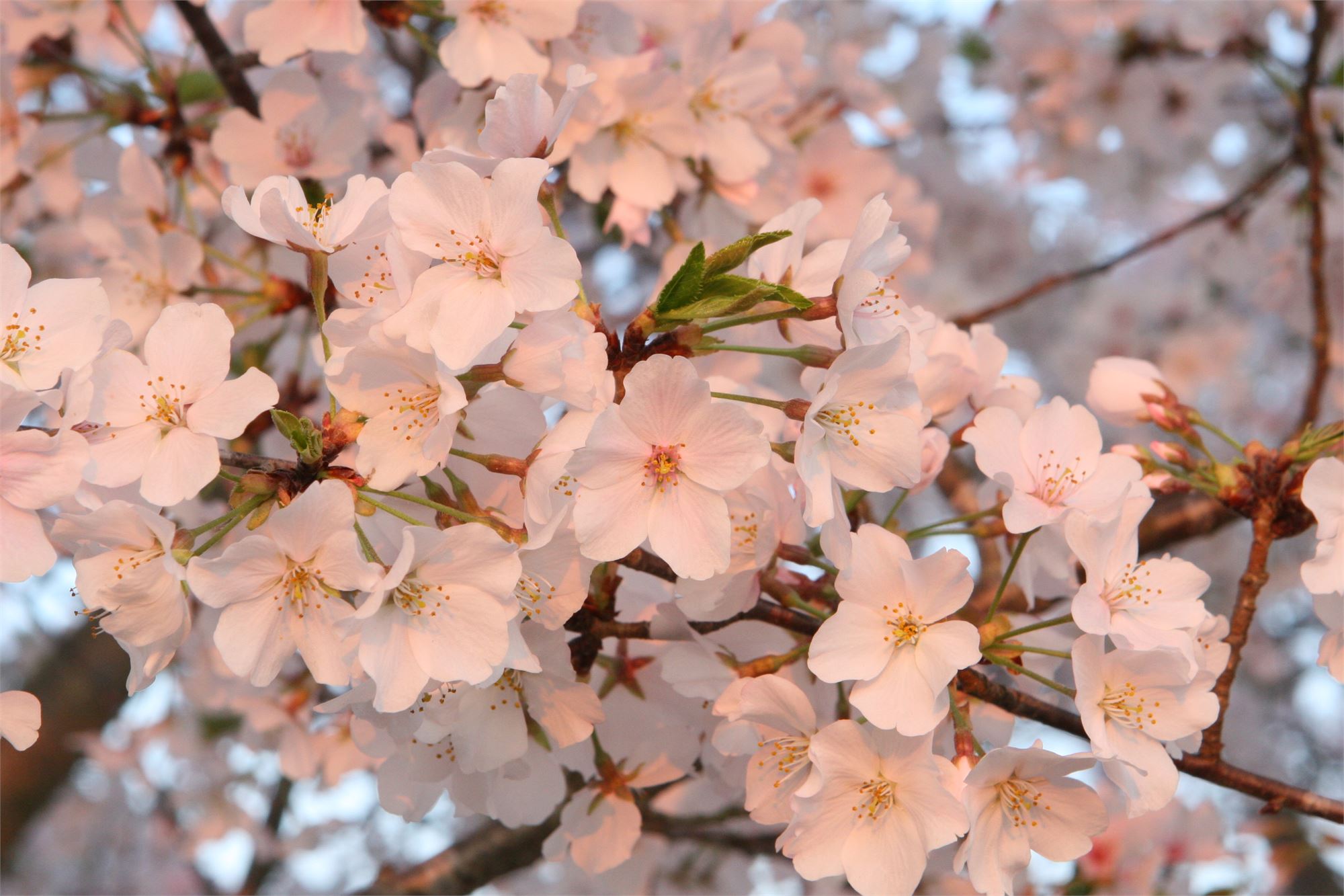 Conyers Cherry Blossom Festival