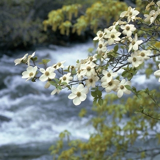 Dogwood Trails Celebration