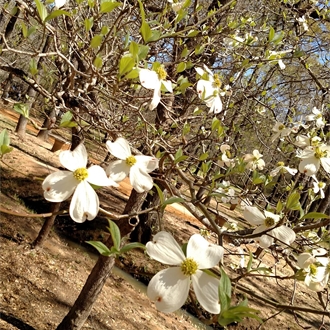 Davey Dogwood Park