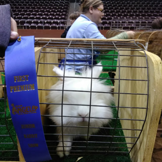 Rabbit Junior Show